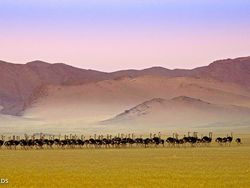 Karya Jawara Kontes Foto Satwa Liar Afrika Bikin Terkesima