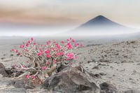 Mkapa African Wildlife Photography Awards 2022