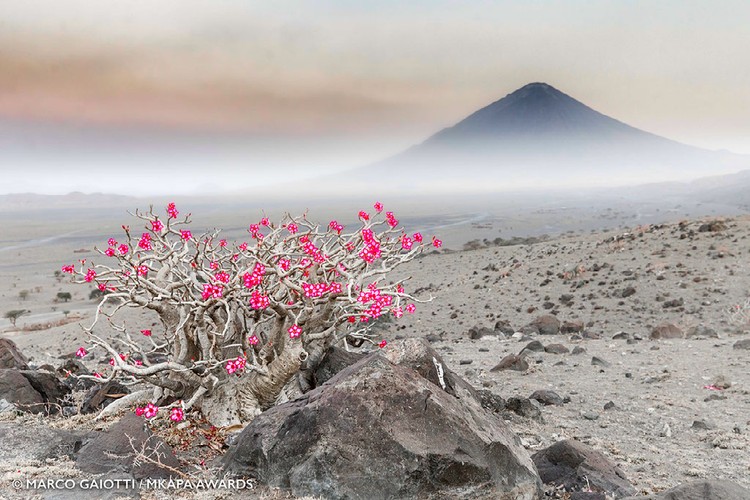 Mkapa African Wildlife Photography Awards 2022
