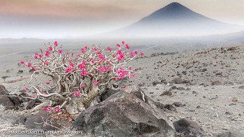  Highly Honored kategori Fragile Wilderness: Marco Gaiotti dari Genova, Italia. Bunga Gurun di  Gunung Berapi Ol Doinyo Lengai di Danau Natron, Tanzania. Foto: Mkapa Awards