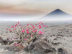 Karya Jawara Kontes Foto Satwa Liar Afrika Bikin Terkesima
