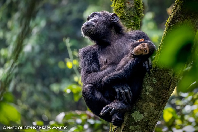 Mkapa African Wildlife Photography Awards 2022
