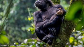 Juara African Wildlife at Risk: Marc Quireyns dari Antwerpen, Belgia.  Simpanse dan Bayi di Taman Nasional Hutan Kibale, Uganda Foto: Mkapa Awards