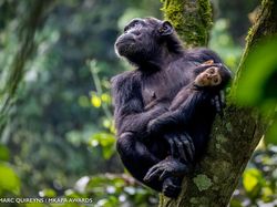 Karya Jawara Kontes Foto Satwa Liar Afrika Bikin Terkesima