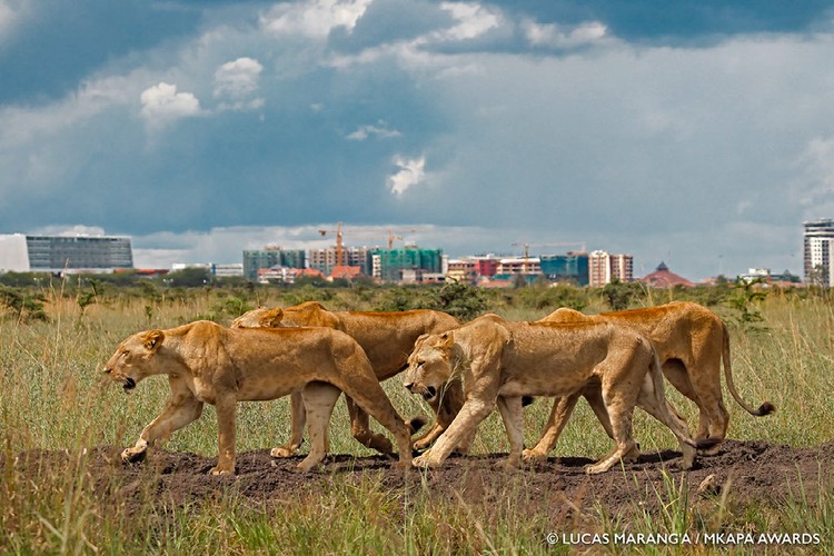 Mkapa African Wildlife Photography Awards 2022
