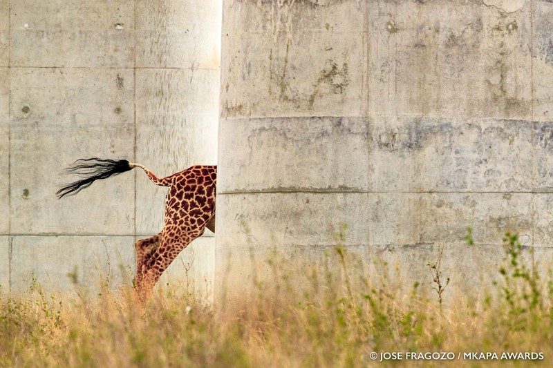 Mkapa African Wildlife Photography Awards 2022