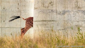 Juara kategori Koeksistensi dan Konflik:  Jose Fragozo dari Addis Ababa, Ethiopia. Menampilkan Jerapah Masai di Taman Nasional Nairobi, Kenya. Foto: Mkapa Awards