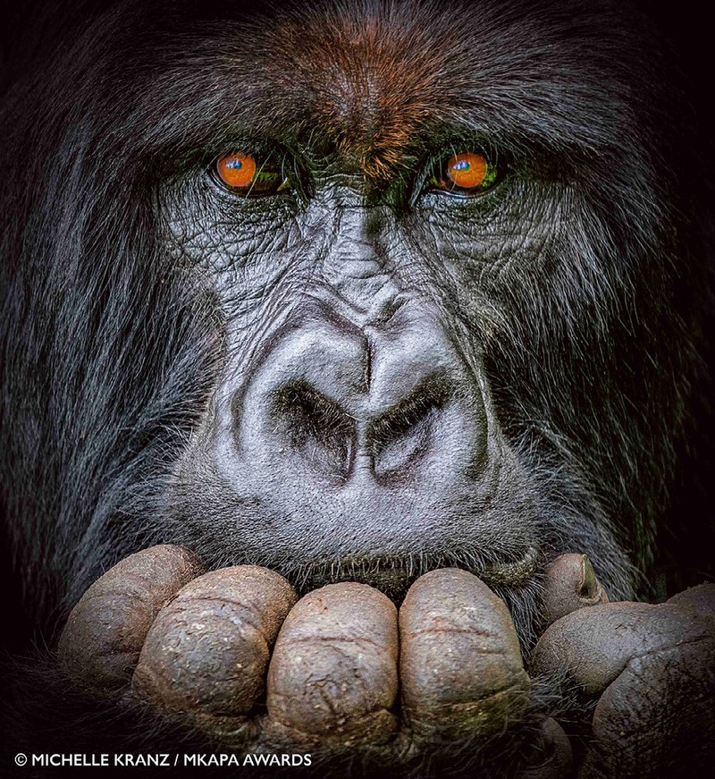 Mkapa African Wildlife Photography Awards 2022