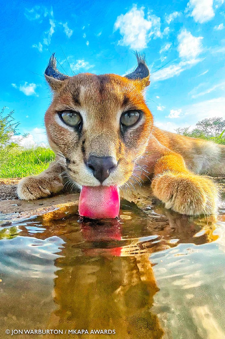 Mkapa African Wildlife Photography Awards 2022
