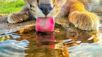 Juara kategori Seluler diraih Jon Warburton dari Zululand, Afrika Selatan. Menampilkan Caracal di Zimanga Private Game Reserve, KwaZulu-Natal, Afrika Selatan  Foto: Mkapa Awards