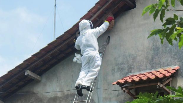 sarang tawon gung di rumah warga banyuwangi dievakuasi