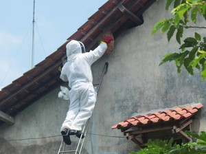 Jangan Gegabah, Begini Cara Ampuh Menyingkirkan Sarang Tawon