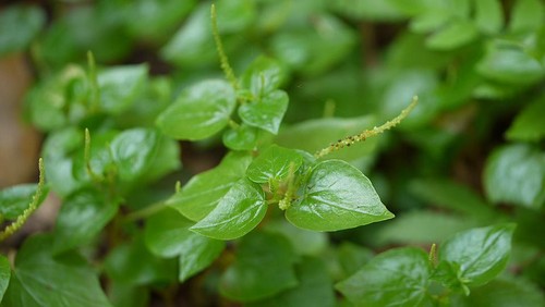 Potret herba sirih cina.
