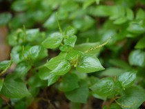 Sirih Cina Bisa Mengatasi Penyakit Apa Saja? Dokter Herbal Bilang Gini