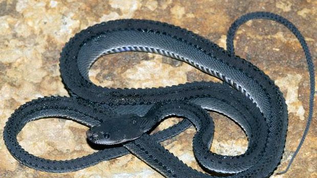 Ular Naga (Xenodermus javanicus)