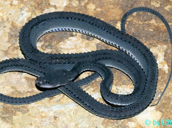 Eshakni yalash, kaltak porno Tatar jinsiy aloqa ru