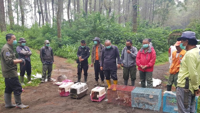 Balai TNGC Lepas Penghuni Baru Gunung Ciremai
