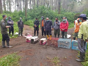 Landak, Kukang, Musang Jadi Penghuni Baru Gunung CIremai
