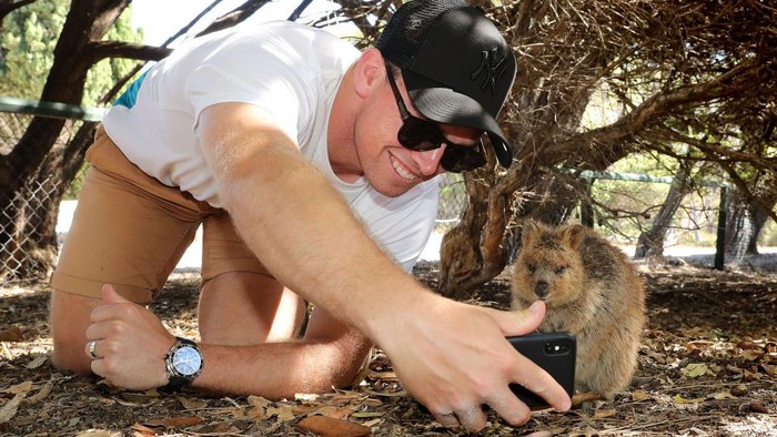 Para turis yang berkunjung ke Rottnest Island pasti selalu berburu selfie dengan Quokka. Karena, hewan ini ramah dan mudah didekati oleh manusia.