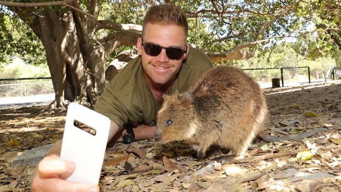 Cekrek! Ekspresi Turis Saat Foto Bareng Hewan yang Hobinya Senyum Para turis yang berkunjung ke Rottnest Island pasti selalu berburu selfie dengan Quokka. Karena, hewan ini ramah dan mudah didekati oleh manusia.