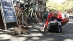 Bukan Koala, Ini Hewan yang jadi Buruan Swafoto Wisatawan di Australia