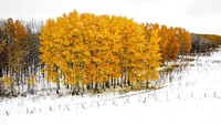 Warna musim gugur dan padang rumput yang tertutup salju di dekat Cremona, Alberta, Kanada. Alberta dilanda salju besar pertama musim ini. AP/Jeff McIntosh