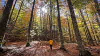 Seorang pria berjalan di tengah pepohonan di hutan di Pegunungan Domanic dengan warna musim gugur selama musim gugur di Kutahya, Turkiye. Serdar Yigit/Anadolu Agency/Getty Images