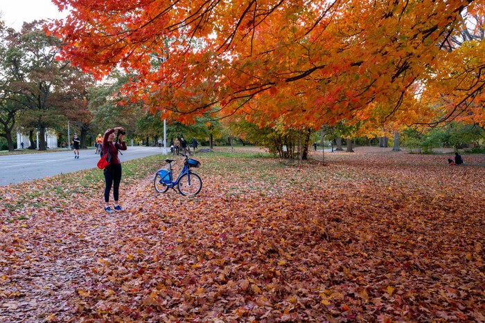 NEW YORK, NY - OCTOBER 27: People enjoy Brooklyns Prospect Park as trees near their peak autumn foliage on October 27, 2022 in New York City. New Yorks foliage, especially trees upstate, are reaching their full fall colors in the coming days. The season for fall foliage this year is later as a result of the drier weather over the summer as opposed to last year. (Photo by Spencer Platt/Getty Images)