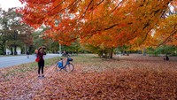 Orang-orang menikmati Brooklyns Prospect Park sebagai pepohonan di dekat puncak dedaunan musim gugur mereka di New York City. Dedaunan New York, terutama pepohonan di bagian utara, akan mencapai warna musim gugur penuh dalam beberapa hari mendatang. Musim gugurnya dedaunan tahun ini kemudian sebagai akibat dari cuaca yang lebih kering selama musim panas dibandingkan tahun lalu. Getty Images/Spencer Platt