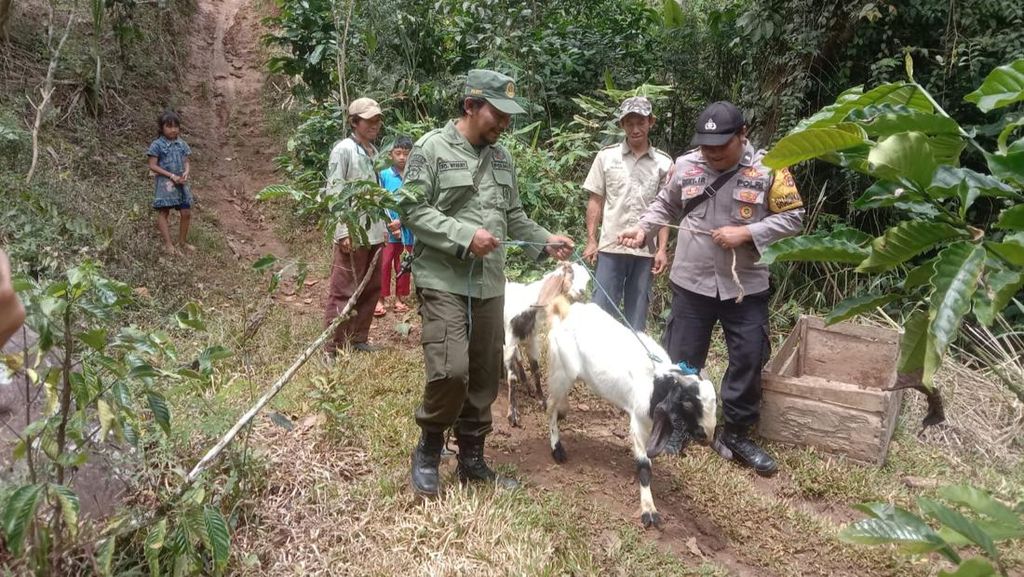 Harimau Mangsa Hewan Ternak, Warga 1 Dusun di Lampung Dievakuasi