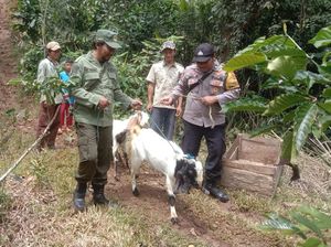 Hewan Ternak Dimangsa Harimau, Warga 1 Dusun di Lampung Dievakuasi