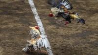 Sabung ayam adalah olahraga populer di negara Asia Tenggara, dan tentunya di Filipina.  