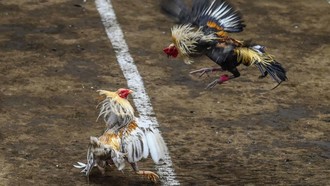 Gara-gara Sabung Ayam, Maskapai Korea Setop Angkut Ayam ke Filipina