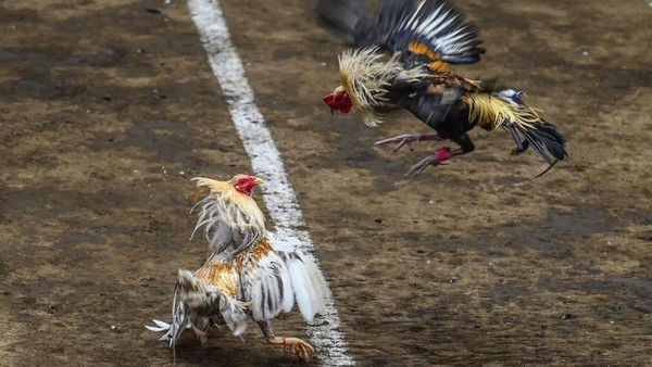 Geliat Sabung Ayam yang Jadi Primadona di Filipina