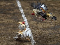 Gara-gara Sabung Ayam, Maskapai Korea Setop Angkut Ayam ke Filipina