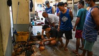 Seorang pria membersihkan ayam-ayam yang mati setelah adu ayam di San Pedro Coliseum di provinsi Laguna, Filipina, Rabu (26/11/2022).  