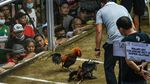 Geliat Sabung Ayam yang Jadi Primadona di Filipina