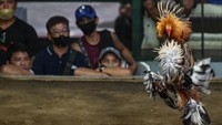 Penonton berduyun-duyun menonton ayam jantan yang mengenakan taji berbilah bertarung sampai mati.  