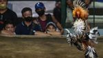 Geliat Sabung Ayam yang Jadi Primadona di Filipina