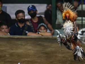 Geliat Sabung Ayam yang Jadi Primadona di Filipina