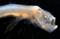 Lebih dari enam spesies ikan terbang telah ditemukan, menurut ahli biologi ikan dari Australian Museum Research Institute. Foto: Twitter/@FishGuyKai