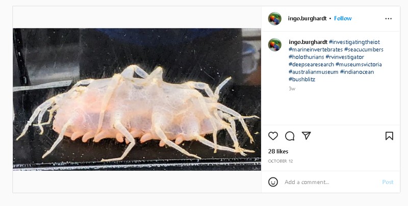 Lebih dari enam spesies ikan terbang telah ditemukan, menurut ahli biologi ikan dari Australian Museum Research Institute. Foto: Twitter/@FishGuyKai