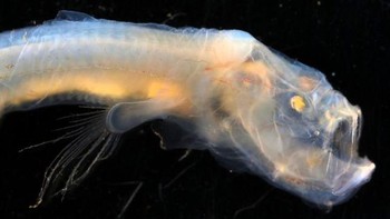 Ikan ini memiliki mata yang sangat kecil. Faktanya, jika Anda melihat gambarnya, Anda akan menemukan bahwa itu seperti cekungan emas kecil di kulitnya. Mereka memiliki kulit yang sangat longgar, lembek, seperti agar-agar dan mereka sangat langka, MV Senior Collections Manager Dianne Bray mengatakan kepada Australian Broadcasting Corporation. Foto: Ben Healley/Museums Victoria