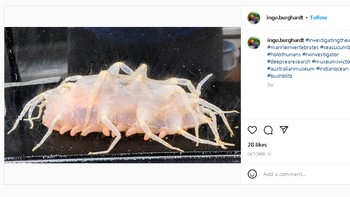 Yang ini pun juga seperti hewan yang tidak pernah dilihat sebelumnya. Foto: Instagram/@ingo.burghardt