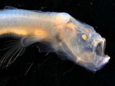 7 Hewan Misterius yang Ada di Laut Dalam Australia