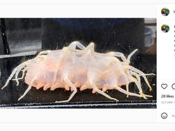 7 Hewan Misterius yang Ada di Laut Dalam Australia