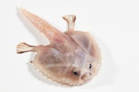 Lebih dari enam spesies ikan terbang telah ditemukan, menurut ahli biologi ikan dari Australian Museum Research Institute. Foto: Twitter/@FishGuyKai