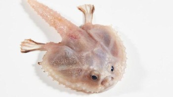 Sea batfish yang punya tampilan unik. Foto: Ben Healley/Museums Victoria