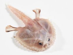 7 Hewan Misterius yang Ada di Laut Dalam Australia