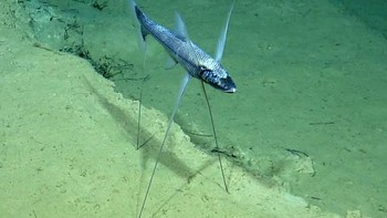 Ikan ini mirip tripod, makanya diberi nama tripod spiderfish! Foto: Ocean Exploration Trust/WoRMS via @FishesAustralia